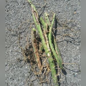 2 Peruvianus Night Blooming Vine Tree Crawling Cactus Cuttings 7inches